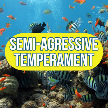 Semi aggressive temperament