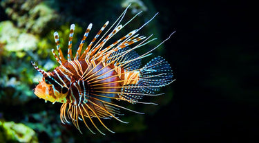 Lionfish