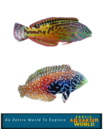 Blue Star Leopard Wrasse EXPERT ONLY (Macropharyngodon bipartitus)