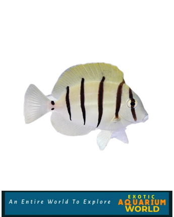 Convict Tang (Acanthurus triostegus)