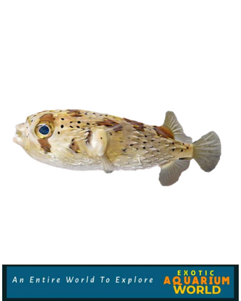 Porcupine Puffer (Diodon holocanthus)