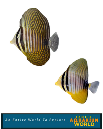 (RED SEA) Sailfin Tang, Desjardini (Zebrasoma desjardini)