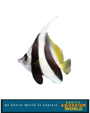 Heniochus Black & White Butterflyfish (Heniochus acuminatus)