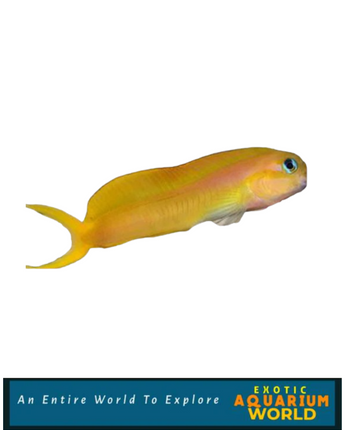 Midas Blenny (Ecsenius midas)