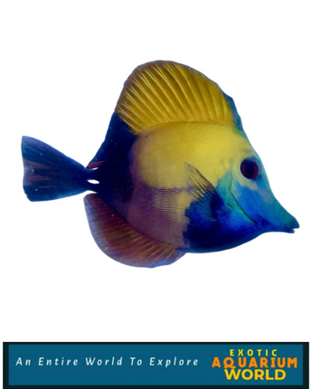 Blue Face Scopas Tang