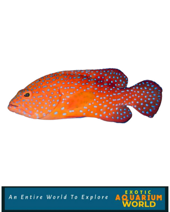 Miniatus Grouper (Cephalopholis miniatus)