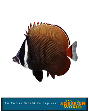 Pakistan Butterflyfish (Chaetodon collare)