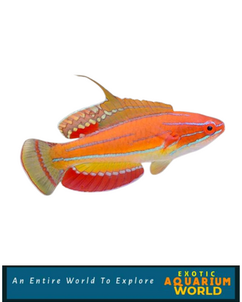 McCosker's Flasher Wrasse (Paracheilinus mccoskeri)