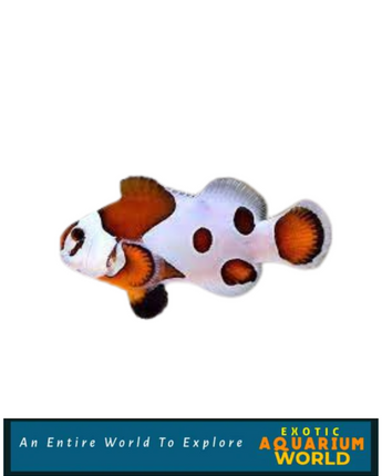 Captive Bred Orange Storm Clownfish