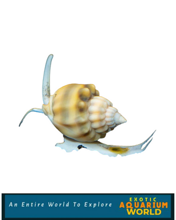 Super Tongan Nassarius Snail (Nassarius sp.)