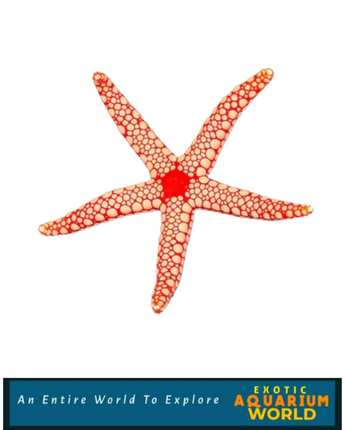 Tile Sea Star, Orange/Red (Fromia monilis)