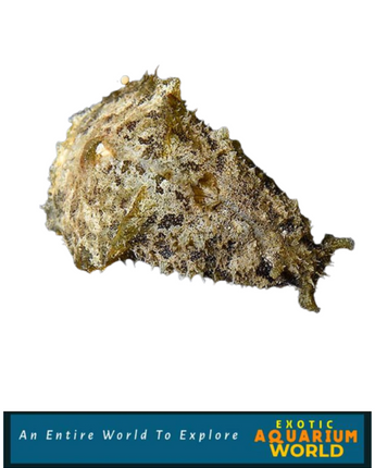 Dolabella Sea Hare EXPERT ONLY (Dolabella auricularia)