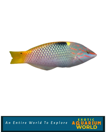 Marble/Hortulanus Wrasse (Halichoeres hortulanus)