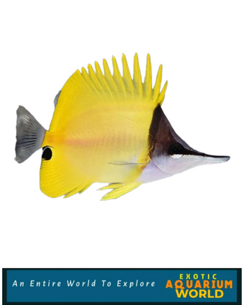 Yellow Longnose Butterflyfish (Forcipiger flavissimus)