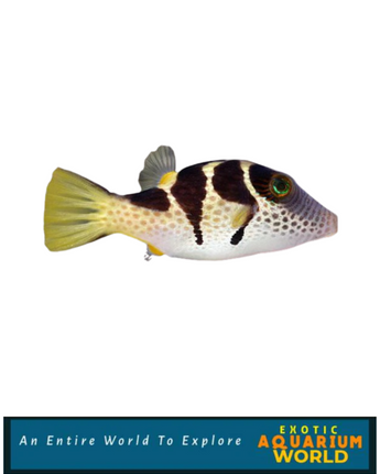 Saddle Valentini Puffer (Canthigaster valentini)