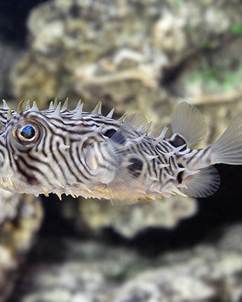 Spiny Box Puffer (Chilomycterus schoepfi)