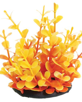 Underwater Treasures Orange Moneywort - 2.5"