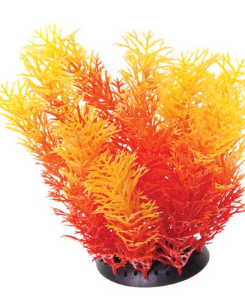 Underwater Treasures Orange Cabomba - 6"