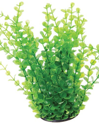 Underwater Treasures Green Moneywort - 8"