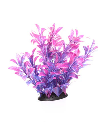 Underwater Treasures Magenta Ludwigia - 3"