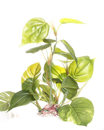 Underwater Treasures Jade Pothos - 12"