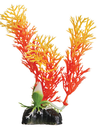 Underwater Treasures Orange Ambulia - 5"