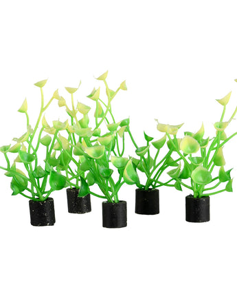 Underwater Treasures Mini Plant - Baby Tear - 2.5" - 5 pk