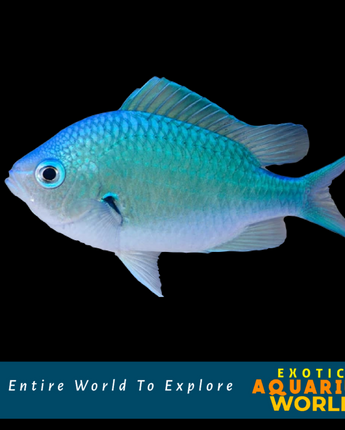 Blue/Green Black-axil Chromis (Chromis sp.)