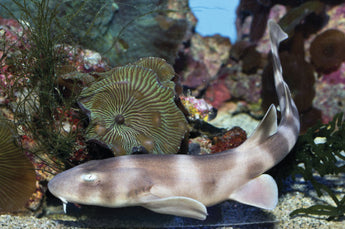 Banded Sand Sharks (Chiloscyllium punctatum