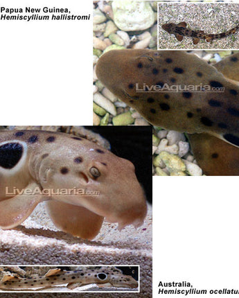 Australian Epaulette Shark EXPERT ONLY (Hemiscyllium ocellatum)