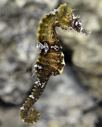 Lined Seahorse - Captive-Bred (Hippocampus erectus)