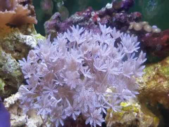 Aquacultured Red Sea Pom Pom Xenia Coral